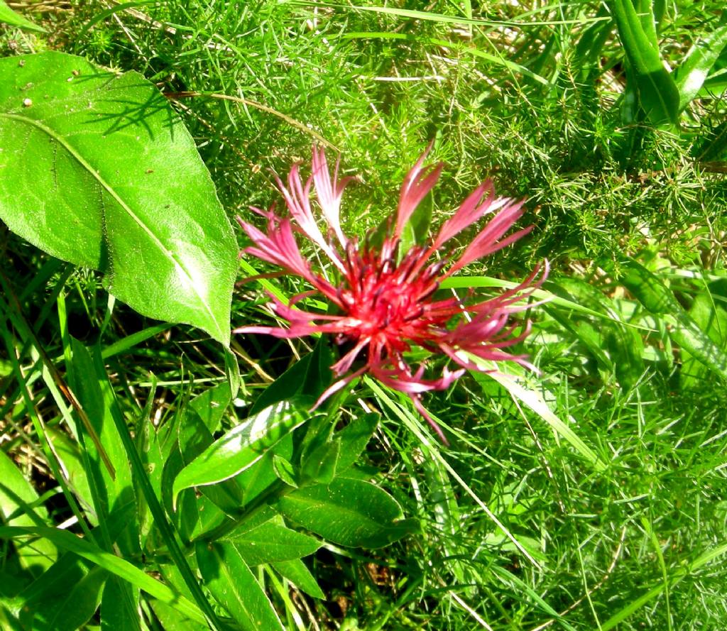 centaurea uniflora?